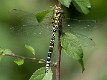 Aeshna cyanea male-